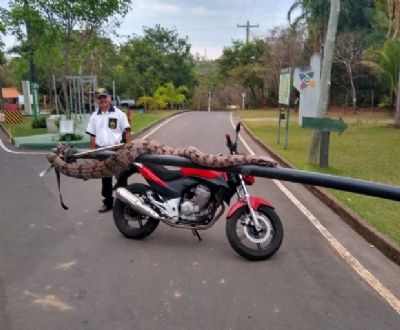 Cobra com mais de dois metros � encontrada no Parque M�e Bonif�cia em Cuiab�