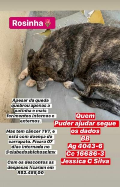 'Vaquinha' � criada para ajudar custear tratamento de cadela idosa que caiu de trincheira