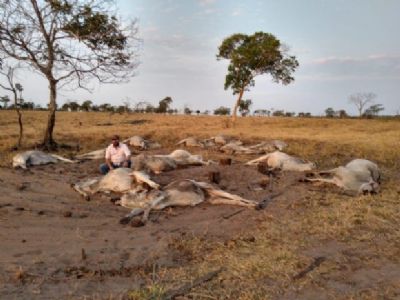 Frio faz sensa��o t�rmica chegar a 0�C e causa morte de gado em fazendas de Mato Grosso