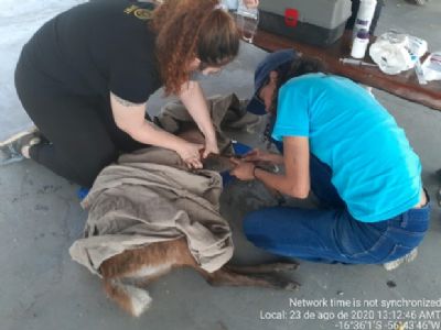 Batalh�o Ambiental resgata mais de 100 animais feridos no Pantanal