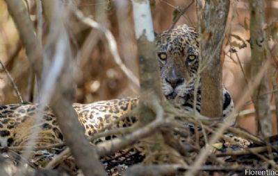 Veja flagras de macacos, on�as e aves em meio � regenera��o do Pantanal provocado pela chuva