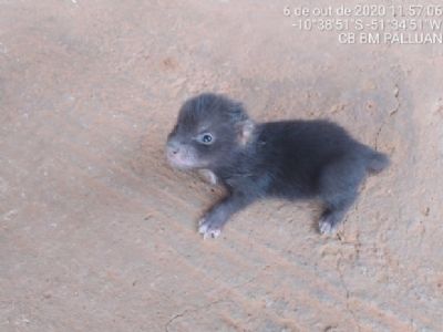 Amea�ado de extin��o, cachorro-do-mato-vinagre � encontrado em rodovia por caminhoneiro
