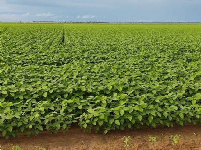 Bioinsumos e nutri��o de plantas s�o aliados do produtor para lidar com forte calor e falta de chuva no MT