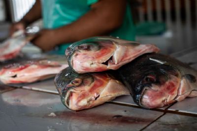 Curso qualifica sobre manipula��o de pescado e seguran�a alimentar no Peixe Santo 2026