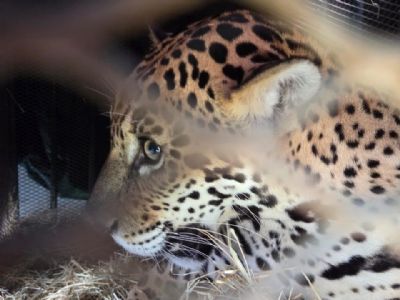 On�a-pintada resgatada em Barra do Gar�as � transferida para santu�rio em Minas Gerais
