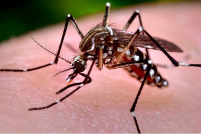 V�rus da Zika sofre muta��o e pode originar nova epidemia no Brasil