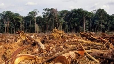 Liminar bloqueia R$ 4,5 milh�es de desmatador da Amaz�nia em Mato Grosso