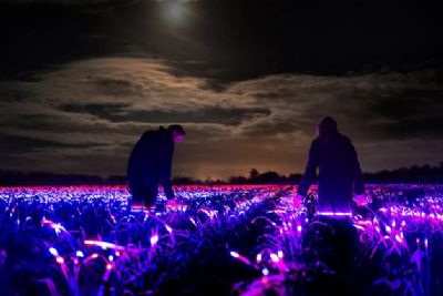 Sistema de luz ajuda planta��o a crescer e transforma planta��o em uma imensa obra de arte na Holanda