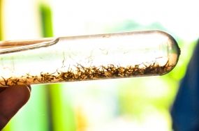Sa�de alerta popula��o para a��es preventivas contra o Aedes aegypti nesta �poca do ano