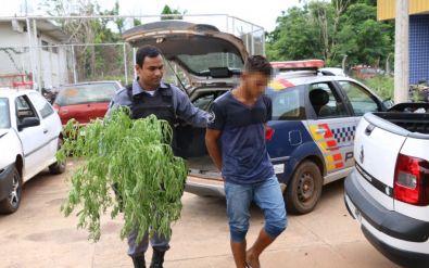 Jovem de 18 anos � preso por cultivar maconha em casa em MT