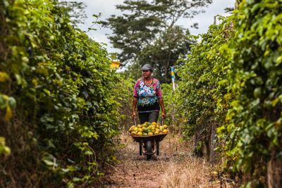 Governo regulamenta fundo para fortalecer agricultura familiar