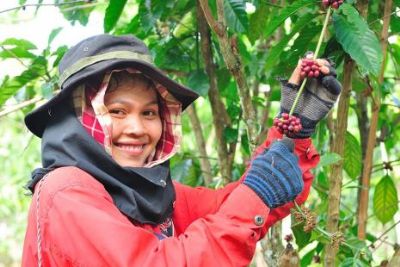 Presen�a feminina � maior na agricultura familiar