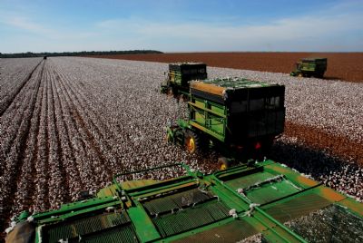 ​Infesta��o de bicudo e queda nas cota��es preocupam produtores