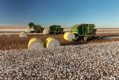 Atraso na semeadura da soja abre oportunidade para algod�o em Mato Grosso