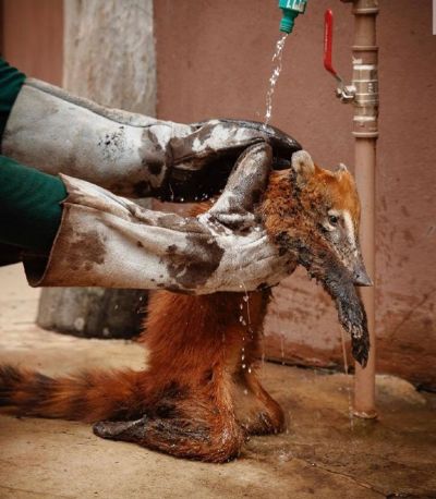 Fot�grafo flagra resgate emocionante de quati que tentava fugir das queimadas no Pantanal