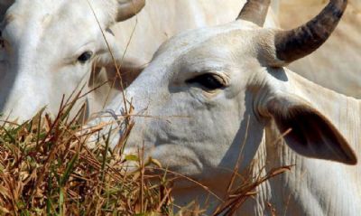 Minist�rio da Agricultura investiga suspeita de vaca louca