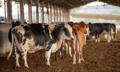 ​AEB: caso de vaca louca ter� impacto na balan�a comercial deste ano de US$ 500 mi