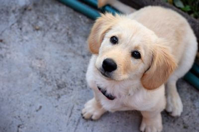 Animais sob a tutela da Diretoria de Bem-estar Animal esperam por um lar