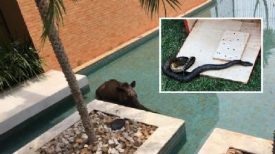 Bombeiros resgatam cobra e anta com ferimento na cabe�a em condom�nio