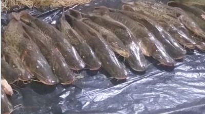 Mais de 400 quilos de pescado s�o apreendidos em MT