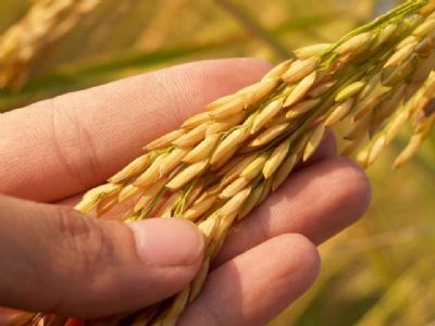 Monocultura de exporta��o da soja e milho pode derrubar oferta de arroz e feij�o e provocar desabastecimento