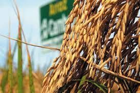 �rea destinada ao plantio de arroz e feij�o diminui em Mato Grosso