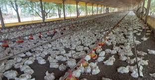 ​Campanha estadual de atualiza��o de rebanho termina na pr�xima ter�a