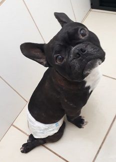 C�o fica parapl�gico de repente e precisa de doa��es para fazer cirurgia