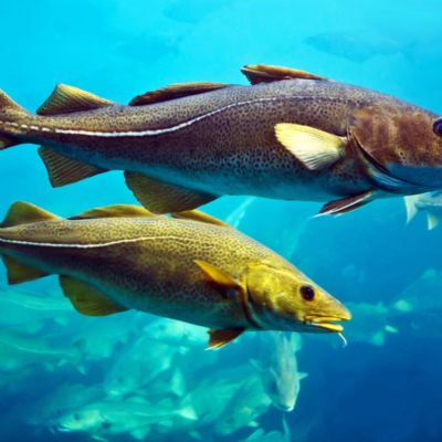 Por que ningu�m conhece a cabe�a do bacalhau?