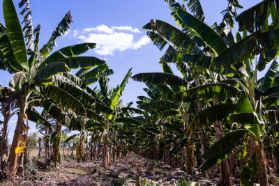 ​ Cultivo da fruta mais produzida em MT � fomentado pelo Governo com entrega de 83 mil mudas s� em 2024