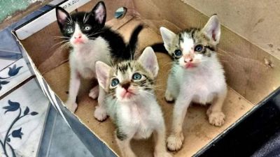 PL cria banco de emergencial de ra��es para c�es e gatos abandonados