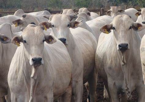China suspende embargo �s exporta��es da carne bovina do Brasil