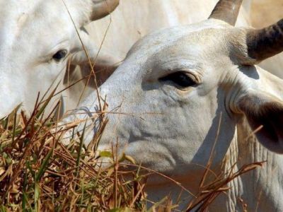 Pecuarista que n�o atualizar estoque de rebanho fica impedido de emitir GTA