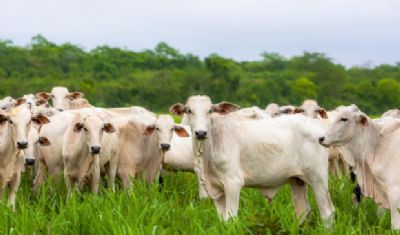 Sesp leiloa 434 cabe�as de gado apreendidas em a��es de combate ao tr�fico de drogas