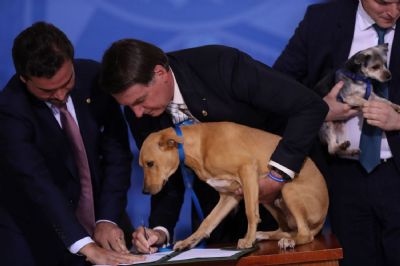 Jair Bolsonaro sanciona lei que aumenta pena para maus-tratos a c�es e gatos