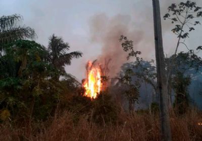 Inc�ndio no interior de MT destr�i 20 hectares e coloca em risco 15 mil su�nos