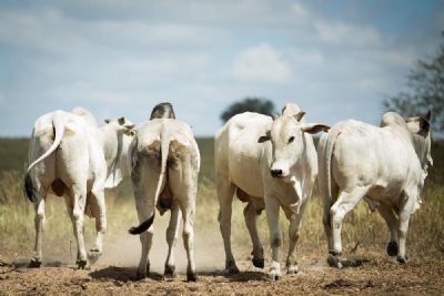 MT registra redu��o no n�mero de animais abatidos e diminui��o do valor pago pela ind�stria ao pecuarista