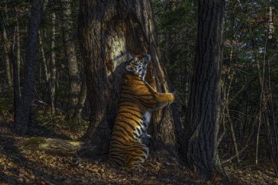 Abra�o de tigresa vence concurso de melhor foto de vida selvagem