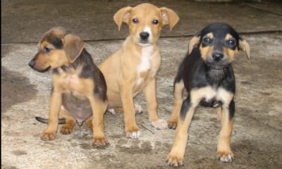 Conselho Municipal atuar� na promo��o do Bem-Estar Animal