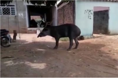 V�deo flagra anta andando por ruas de cidade do interior de MT