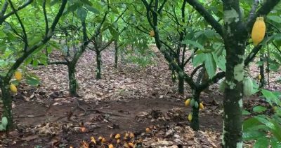 Produtores rurais recebem aux�lio da ATEG para produzir cacau em Mato Grosso