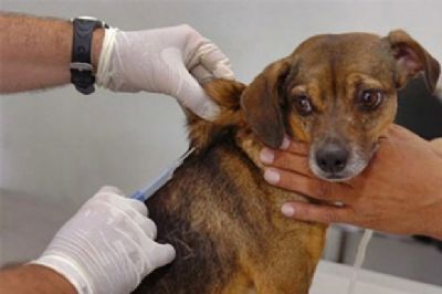 Exame confirma raiva em cachorro de Cuiab� e prefeitura inicia vacina��o em animais de �rea de risco