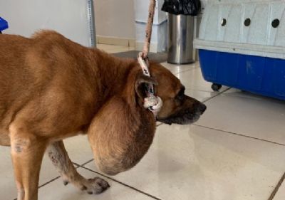 Vaquinha online tenta arrecadar fundos para pagar cirurgia de cadela com abscesso no pesco�o