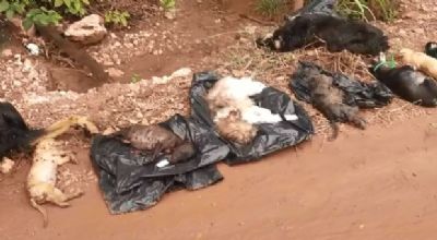 Cachorros encontrados em mata n�o apresentavam sinais de maus-tratos, aponta laudo