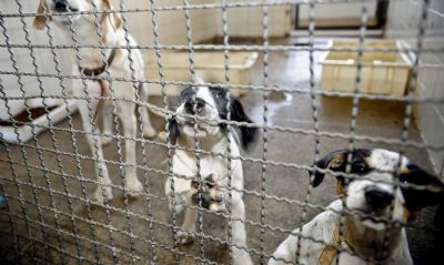 Deputada quer IML Veterin�rio e apura��o de crimes contra animais em MT