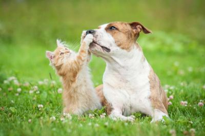Dinheiro de acordos � destinado para projeto de castra��o de animais em Cuiab� e VG