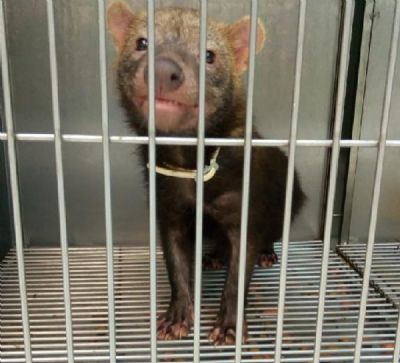Filhote de cachorro-vinagre encontrado em MT � levado para criadouro no PR depois de 17 dias internado