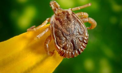 Mortes por febre maculosa sobe para oito e 53 casos s�o suspeitos