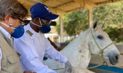 Soros produzidos por cavalos t�m anticorpos potentes para covid-19