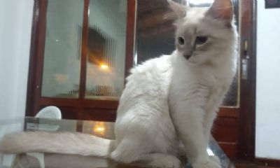 Cuiab� registra 1� caso do pa�s de animal infectado pela covid-19